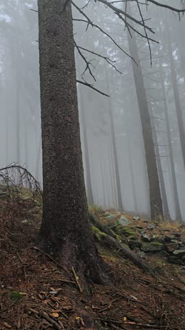 Mist covers a mountain forest as the camera moves between spruce and pine trunks with faint sunlight penetrating the dense tree canopy.
