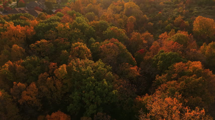 Aerial forwarding shot of trees with orange, red and green foliage surrounded by grassy clearings, shrubs and curving dirt tracks in warm sunlight in northern Wisconsin during the autumn season