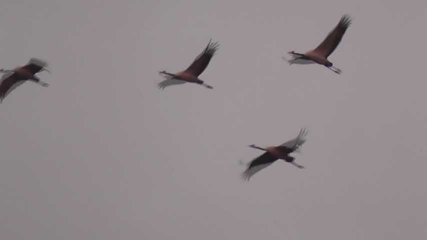 Cranes fly, seen in a close-up shot, amidst the grey autumn weather.