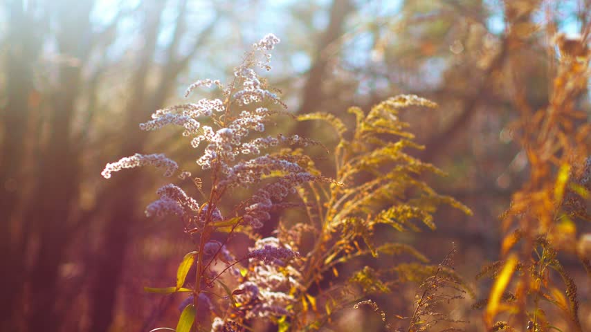 Sunlight shines through wildflowers and grasses in a woodland clearing, lighting the plants as they move in a light breeze during the day.