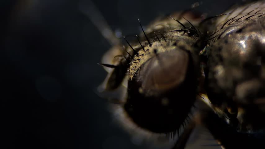 ​Macro microscopic view of a housefly head, extreme close-up showing compound eyes and antennae details in high resolution