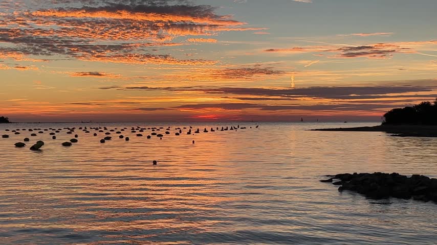 Seagull silhouette flying in sky over calm sea water with buoy floats of shellfish farm during bright sunset.