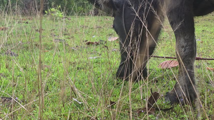 Buffalo grazes in a grassy field. Tall grasses partially obscure the view. Its thick legs stand firmly on damp earth. Greenery surrounds the animal naturally