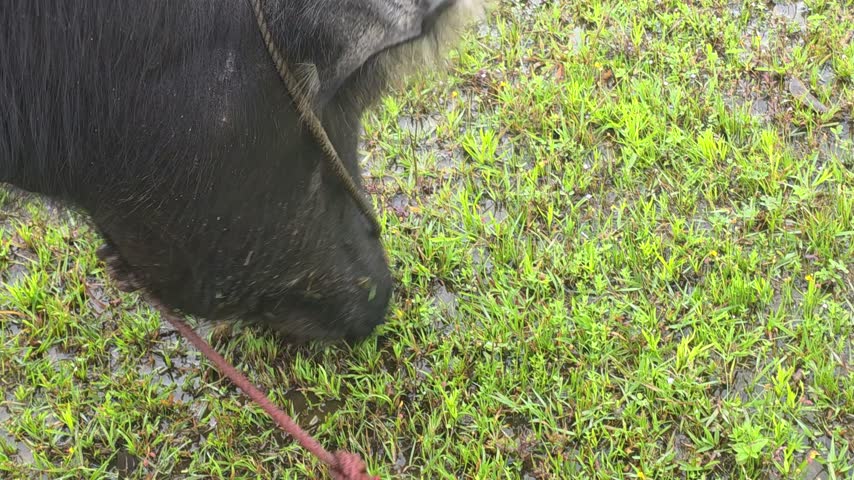Black buffalo grazes in damp green grass. Its head is lowered, munching grass. Rope leads from its head, tied to an unseen point. Mud clings to its legs, showing recent movement