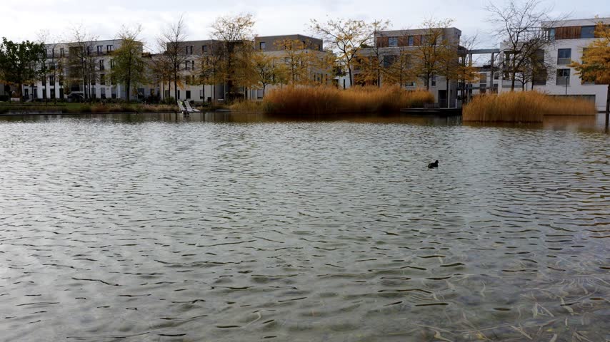 Modern residential buildings by a pond with golden reeds and autumn trees, rippling water on a cloudy day, Landau, Germany