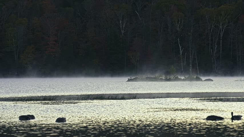 Silhouettes of birds glide across a shimmering lake surface early in the morning with mist rising from the water. A dense, dark forest lines the distant shore 