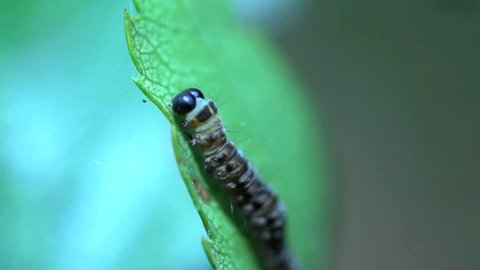 Caterpillar moving in slow motion at a leaf