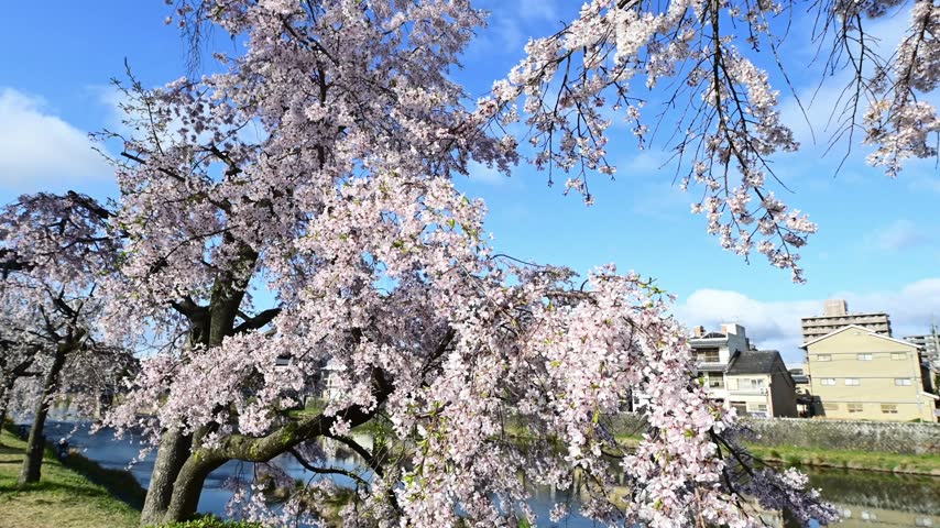 Two views pair weeping cherry branches with reflections of riverside houses along the Kamo River, Kyoto, Japan. 4K SDR.