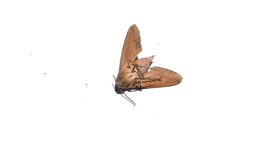 Close-up of a large dead brown moth being scavenged by tiny ants on a white background	