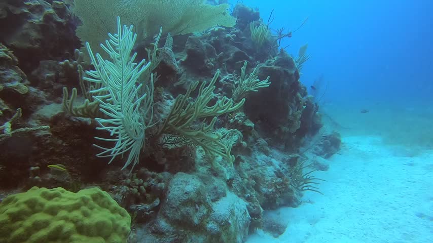 The camera moves along a coral reef covered with sea fans and other reef growth in Montego Bay, Jamaica.