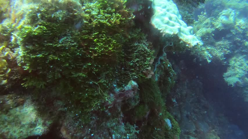 The camera moves over textured coral formations and sandy patches on a tropical reef in Montego Bay, Jamaica.
