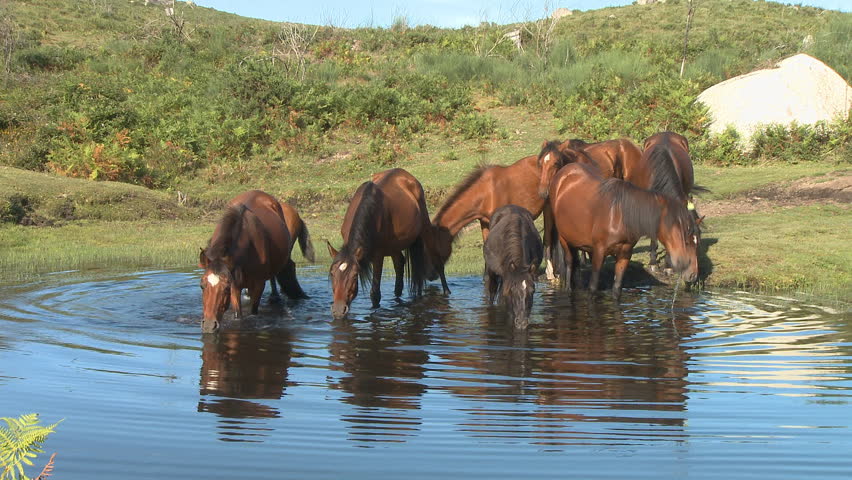 Wild Horses Drinking In Pond Stock Footage Video 100 Royalty Free 422008 Shutterstock