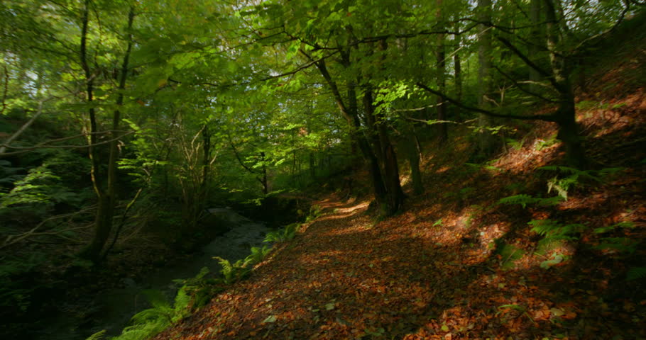 Sunlit Woodland Path Winding Through Dense Autumn Trees