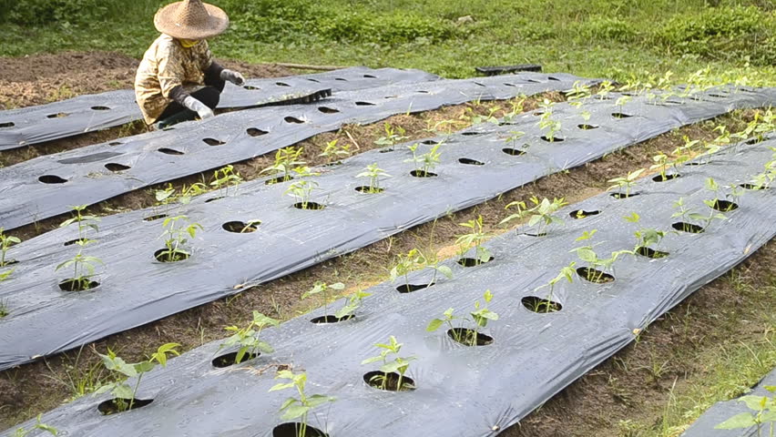 cucumber plant in countryside farm of thailand