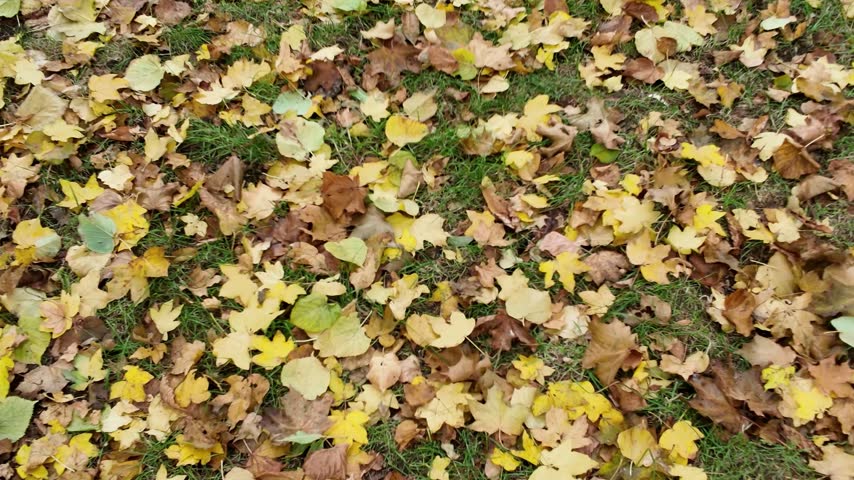 Autumn leaves surround a brick chapel as the camera reveals its ornate entrance and facade. Yellow and brown leaves blanket the lawn beneath bare trees, framing the chapel