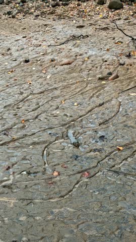 Lowered water level in shallow pond showing muddy bank and exposed bed during drought