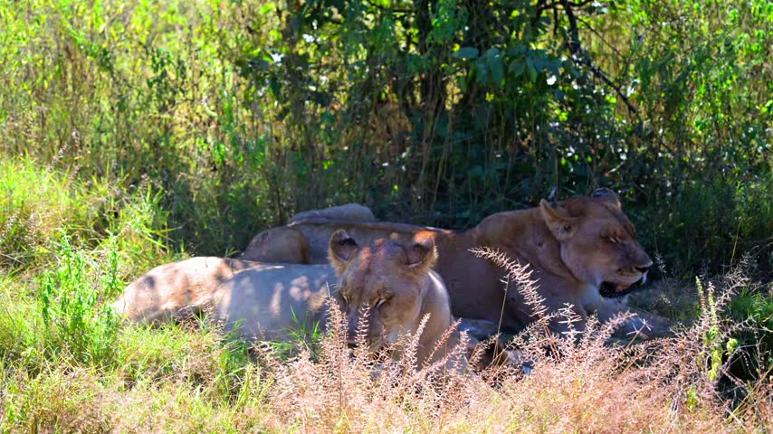 Lions rest together in shaded grass beneath bushes in the Okavango Delta, Botswana. 4K SDR.