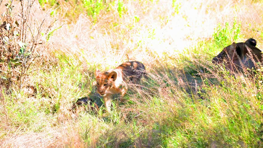 A lioness walks toward the camera through grass and patches of shade in the Okavango Delta, Botswana. 4K SDR.