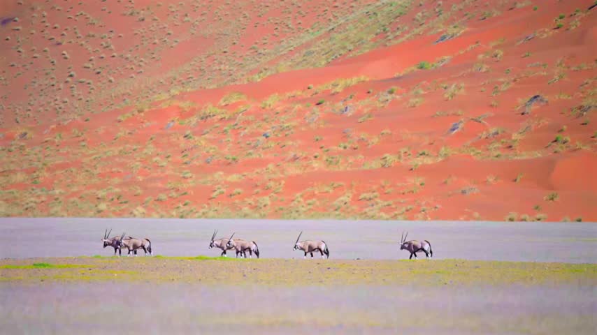 Gemsbok antelopes cross a dry plain below red dunes in the Namib Desert, Namibia. 4K SDR.