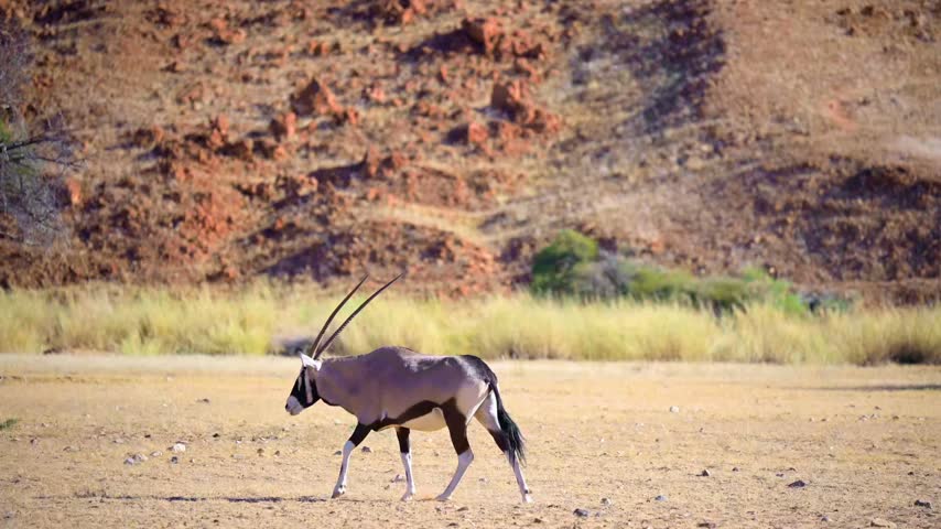 A gemsbok walks across dry ground beside sparse trees and a reddish hillside in Namibia. 4K SDR.