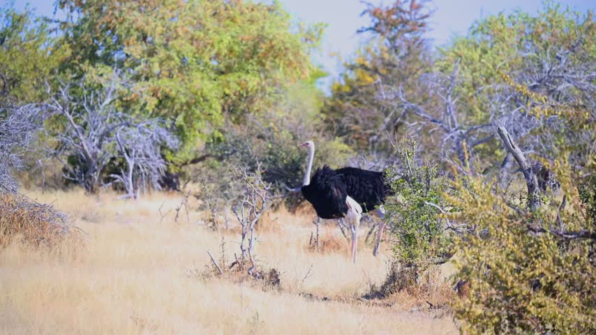 A male ostrich walks through dry grass and sparse bushes in Etosha National Park, Namibia. 4K SDR.