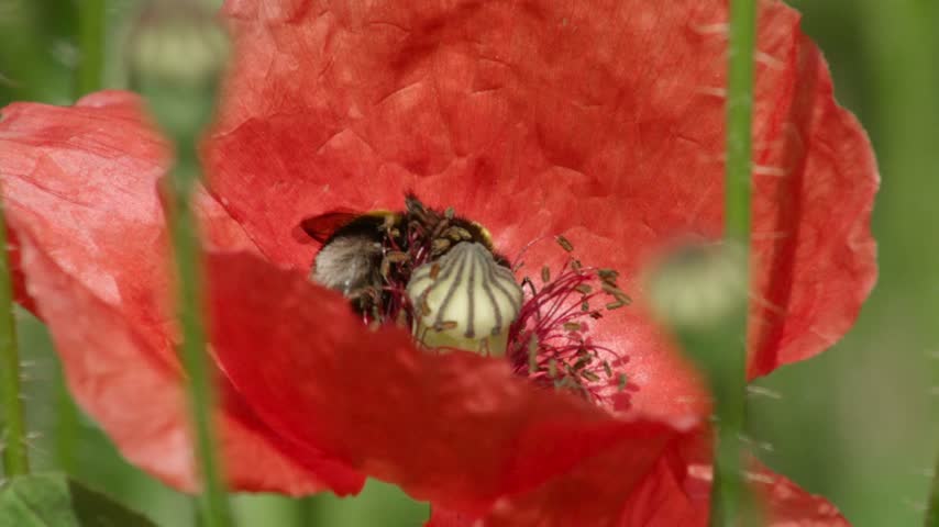 A wild bee collecting pollen inside a blooming red poppy flower. HD resolution.