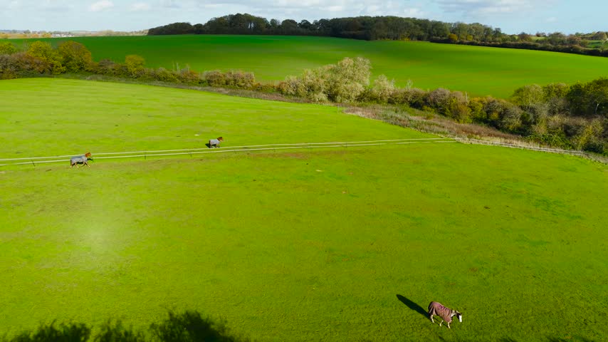 Three horses with turnout rugs in green paddock. Two equines near white rail fence across upper pasture and one close to foreground hedge. Grassy hillside horse enclosure bordered by autumn woodland