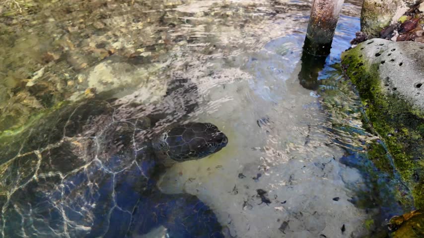 Large sea turtle wildlife marine animal raises head above crystal clear surface to take air in natural habitat
