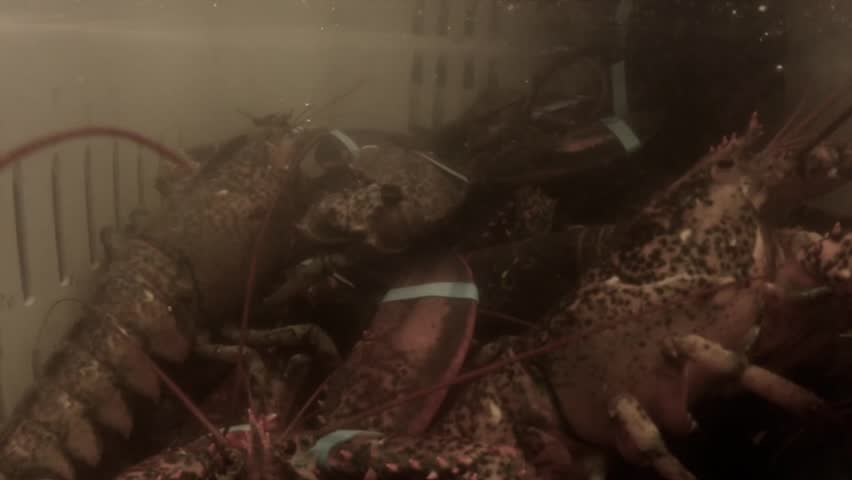 Underwater shot of lobsters on a fishing boat just after being caught