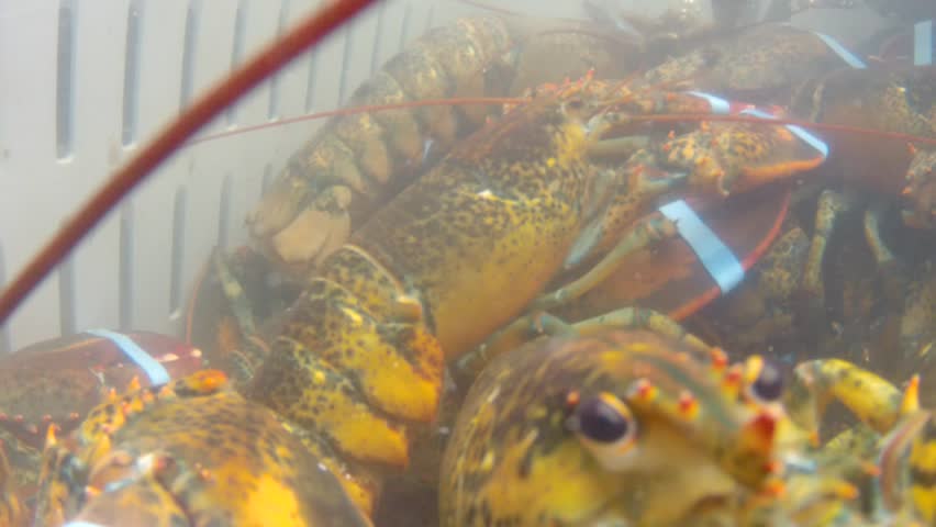 Underwater shot of lobsters on a fishing boat just after being caught
