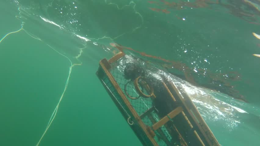 Underwater shot of lobster traps being pulled from the bottom of the ocean