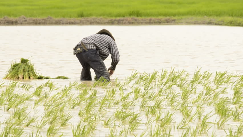 CHIANG RAI, THAILAND - JULY 8, 2013: Farmer Planting Rice Seedlings in a Rice