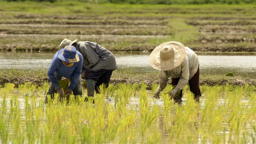 CHIANG RAI, THAILAND - JULY 9, 2013: Farmers planting rice by transplanting rice