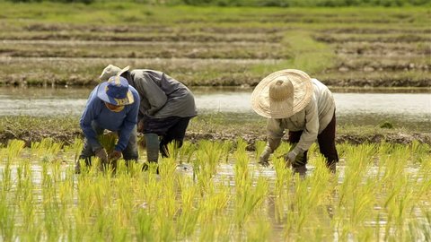 CHIANG RAI, THAILAND - JULY 9, 2013: Farmers planting rice by transplanting rice seedlings on July 9 in Chiang Rai, Thailand.