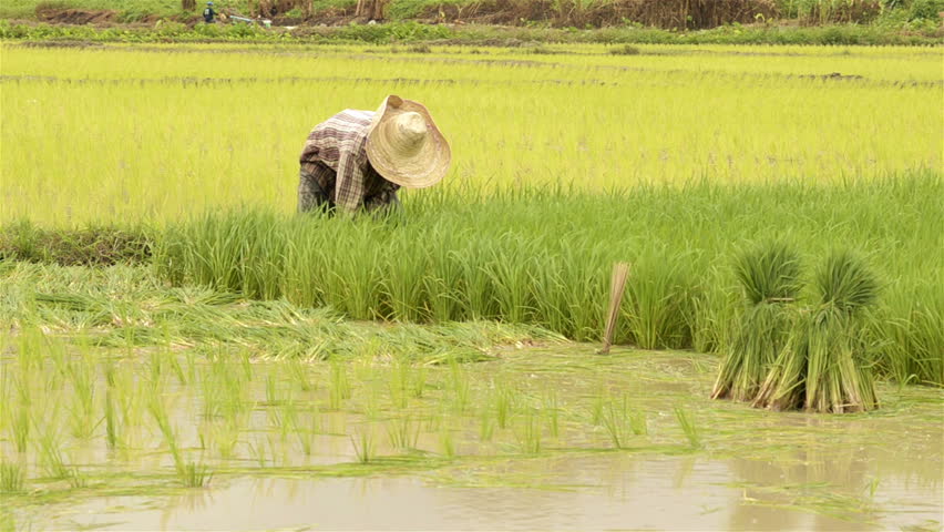 A Thai farmer pulling rice seedlings ready for transplating in a rice paddy in