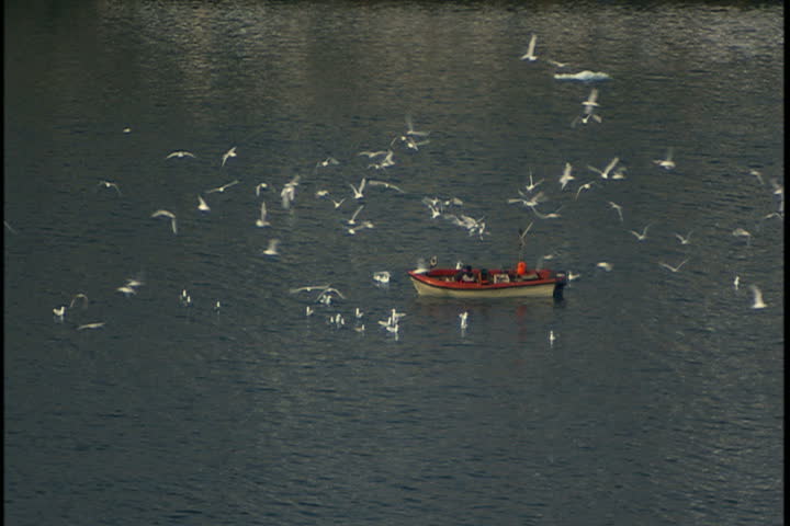 Small dory in Bay with seagulls circling in Greenland. Tilt up slightly to ledge of snow along the coast.