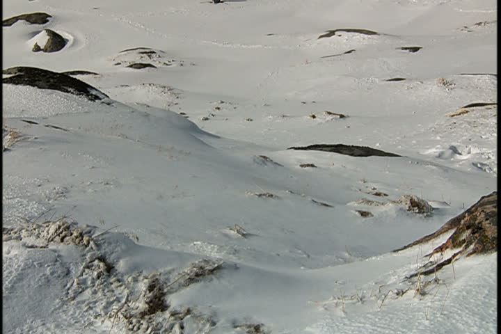 Tilt up over snow to little yellow house on the coast and ice chunks floating in bay in Greenland.