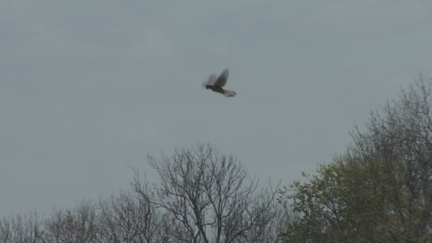 A Kestrel hovers. HD.