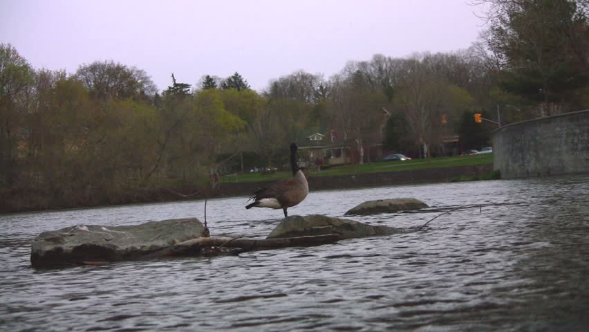 A flowing river with traffic in the background, all being taken in by a Canada Goose perched on some rocks, who at one point stretches its wings.
