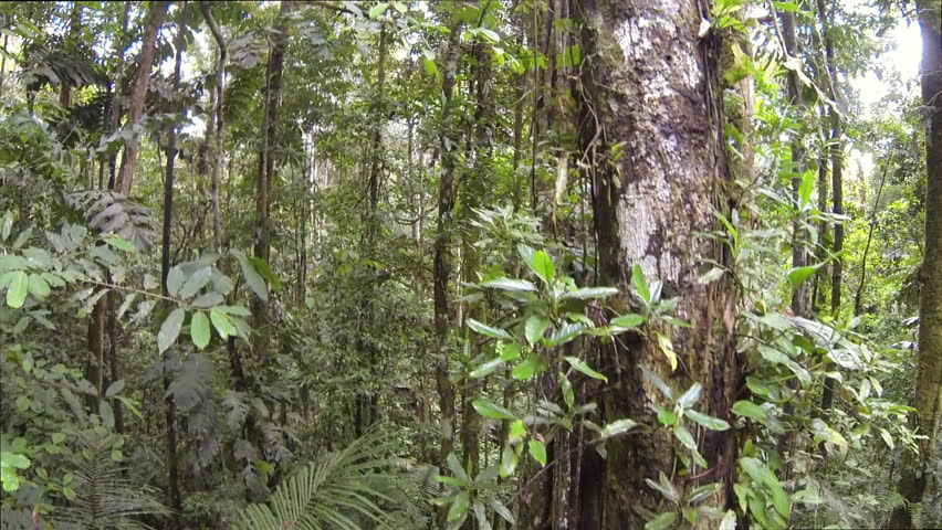 Drifting Through the Rainforest Understory Stock Footage Video (100% ...