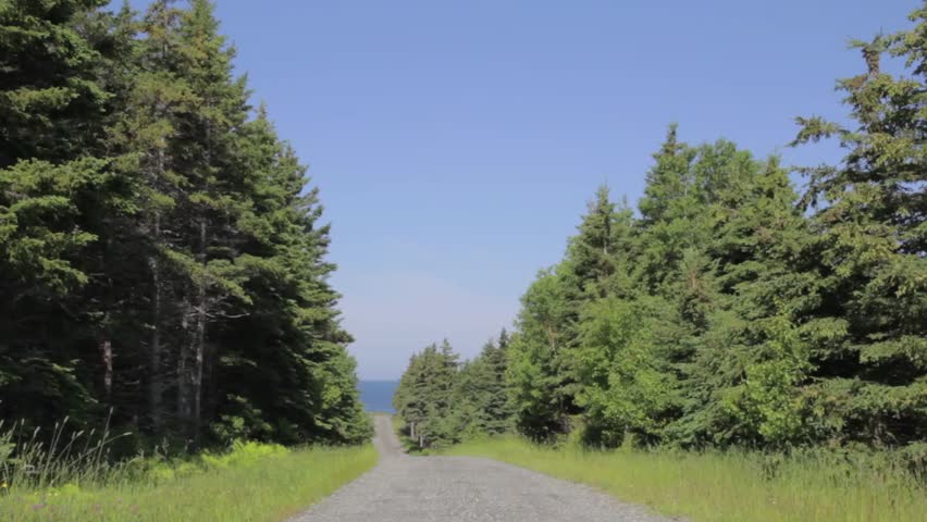 A dirt road through thick pines out toward the ocean coast