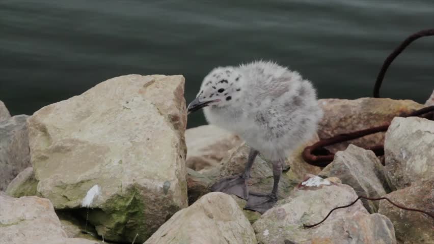 A jib shot of baby seagull chicks at an ocean marina