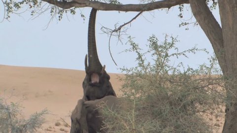 Desert Elephants try to exist with a scarcity of vegetation and very little water in Namibia.  Eating only leaves from branches they pull from trees and digging holes in the ground for water.
