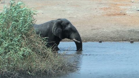 Bull Elephant splashing in waterhole during the dry season in Etosha National Park, Namibia, Africa
