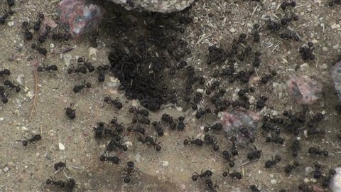 1920x1080 Black ants build home in dry, desert soil.