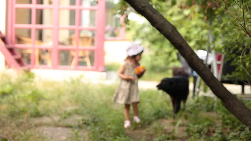 Little baby girl plays with huge black dog and comes into focus.

