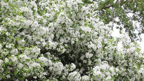 Apple-tree in blossom. White flowers on the branches