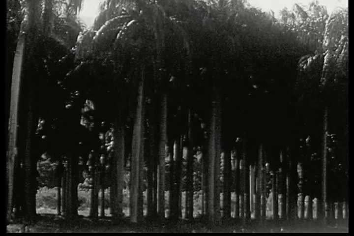 1930s - Ann explorer witnesses a voodoo ritual in Haiti in 1931.