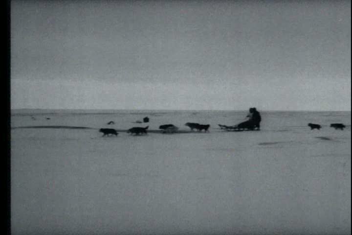 1960s - A group of men finally arrive at Nome, Alaska after dogsledding for several days over the tundra during the 1960s