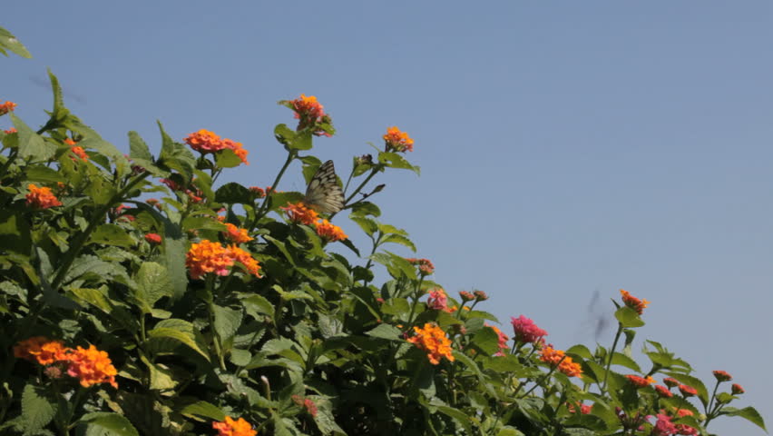 African flowers and butterfly